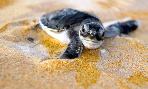 What Can I Do With an Environmental Studies Major?