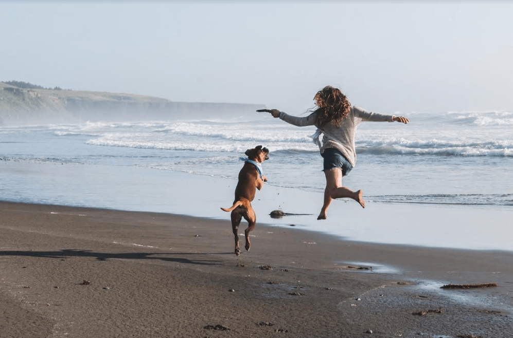 5 Perks of Working as a Dog Sitter with Rover